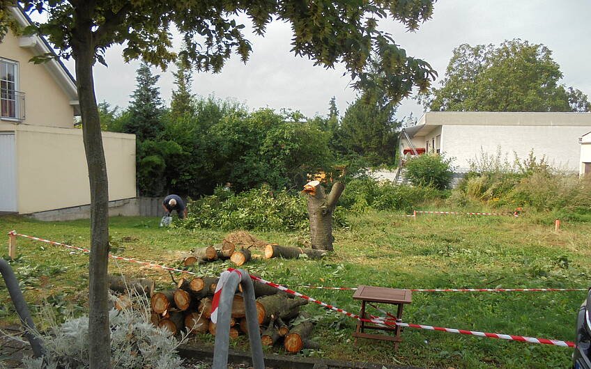 Gefällter Baum auf dem Grundstück für das frei geplante Einfamilienhaus von Kern-Haus in Frankenthal