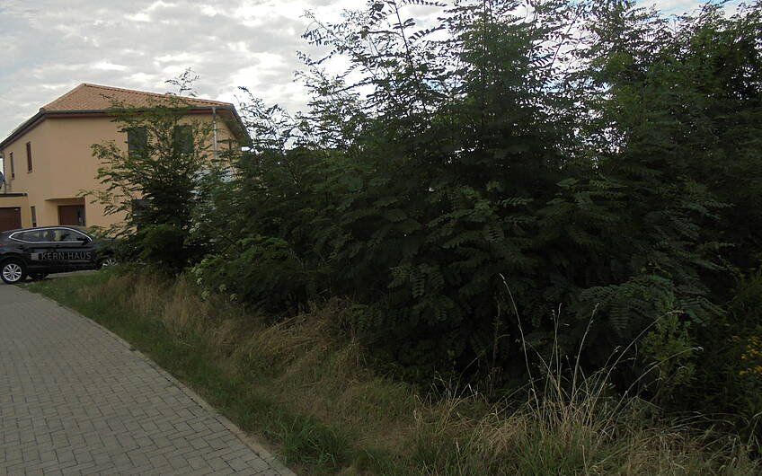 Unkrautlandschaft auf dem Grundstück für die individuell geplante Kern-Haus-Stadtvilla Signus in Dettenheim-Rußheim