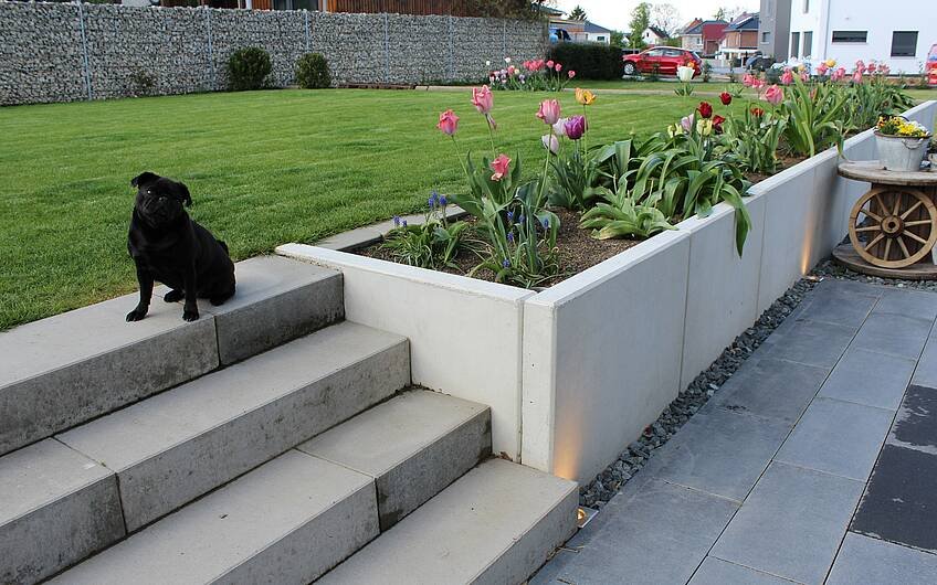 Schwarzer Mops sitzt auf der Steintreppe zum Garten