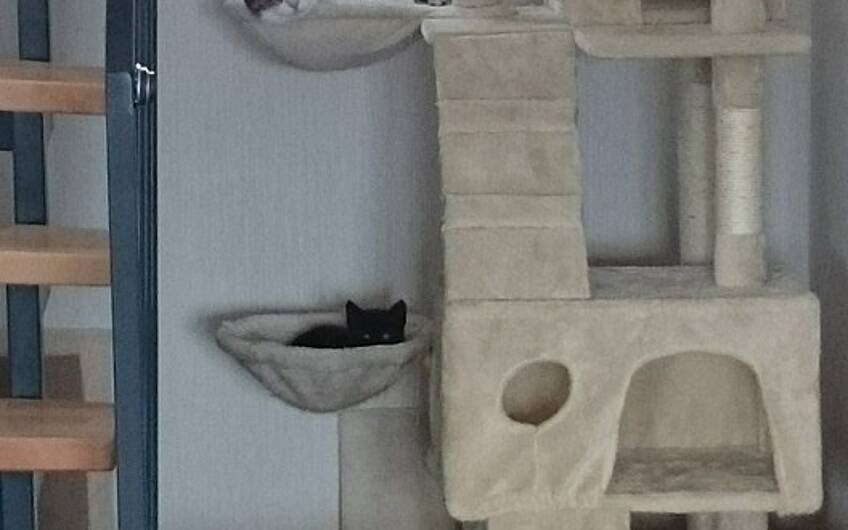 Kratzbaum unter der Treppe mit Katzen