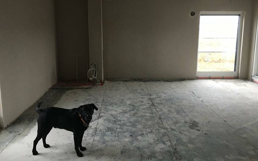 Familienhund Milo inspiziert sein zukünftiges Zuhause.