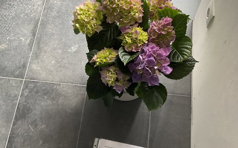 Blumen in Obermoscheln