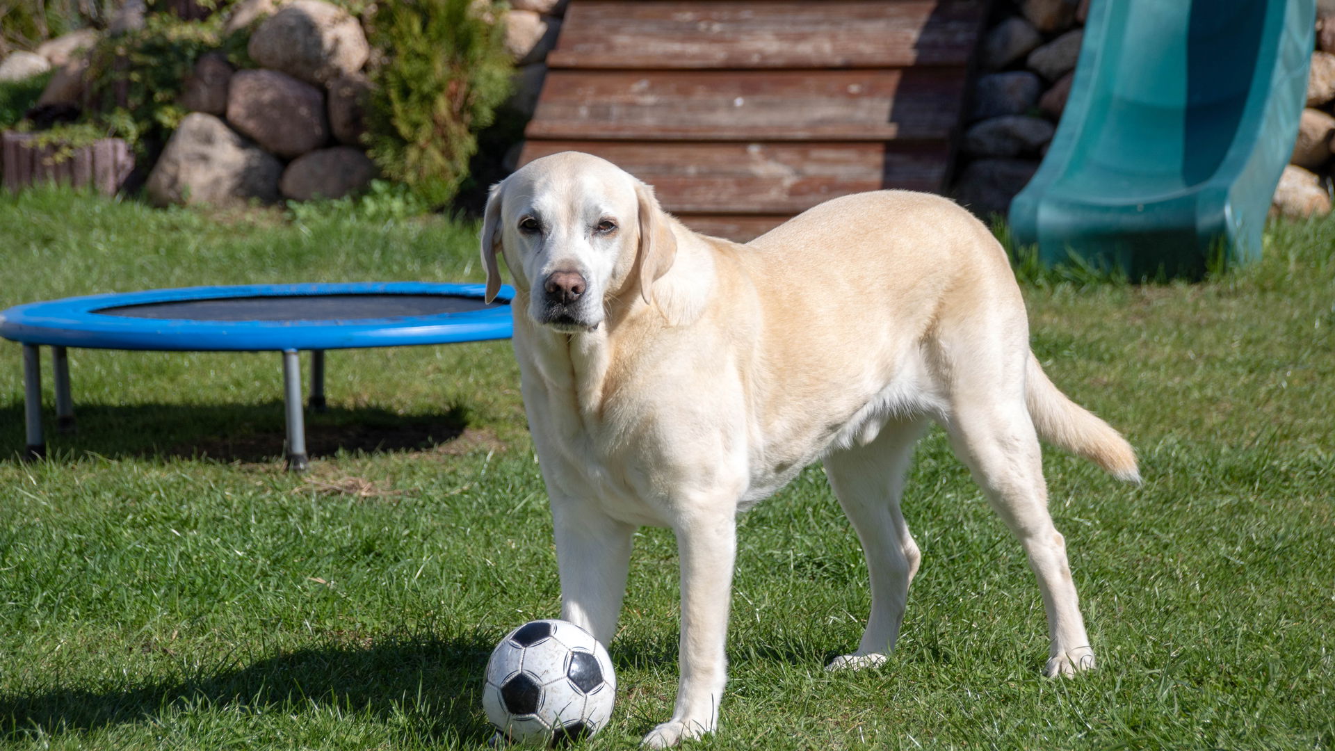 Familienhund mit Fußball im Garten des Kern-Haus Luna in Fuchshain