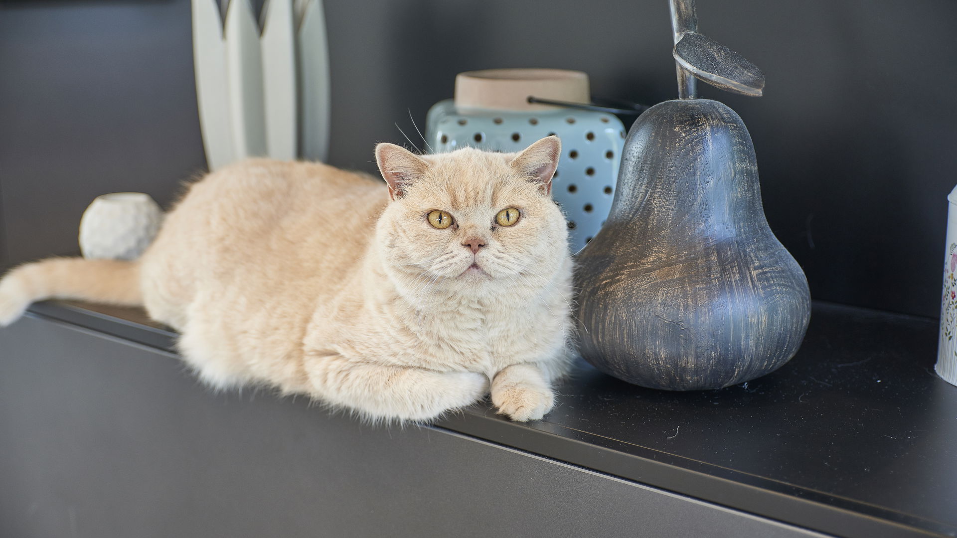 Kater Lero in Fischbach
