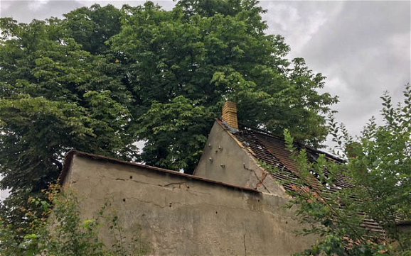 Dachgiebel von altem Gebäude mit Baumkrone
